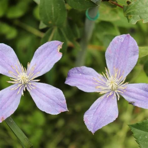 Staudenclematis Arabella 